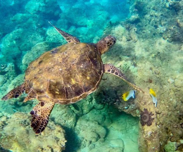 Wailea Beach: Snorkeling Tour for Non-Swimmers & Beginners – Wailea, Hawaii