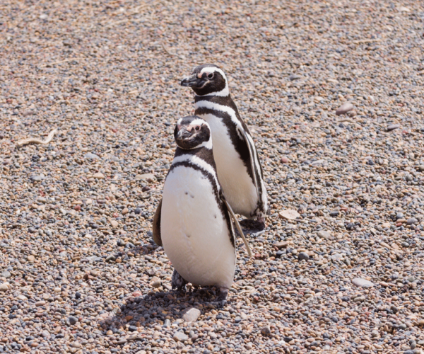 Walk with the Penguins: Punta Tombo shore tour in private – Chubut Province, Argentina