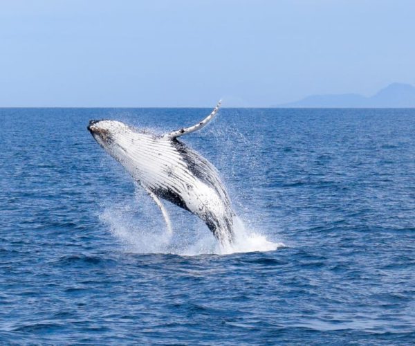 Wilsons Promontory: Whale Spotting Cruise with Lunch – Victoria, Australia, Australia