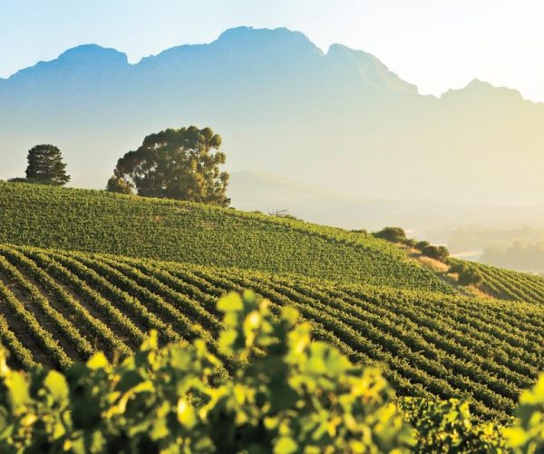 Wine Route Wanderer – Full Day Private Tour – Western Cape, South Africa