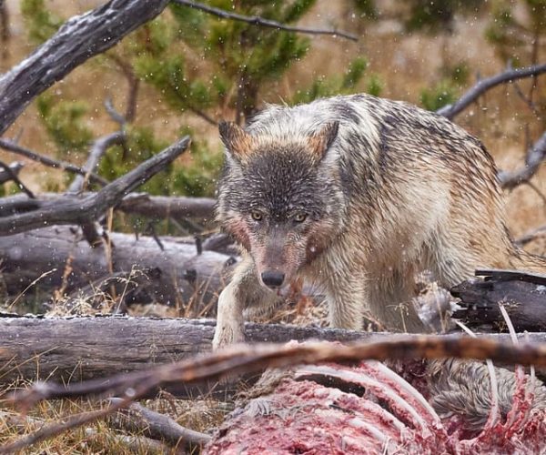 Yellowstone: Private, Bespoke Photography Safari – Winter – Wyoming, United States