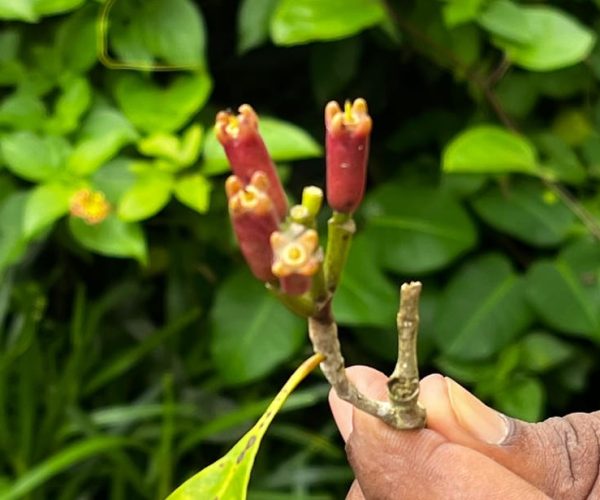 ZANZIBAR: SPICE FARM TOUR TASTING & LEARNING – Unguja South Region, Tanzania