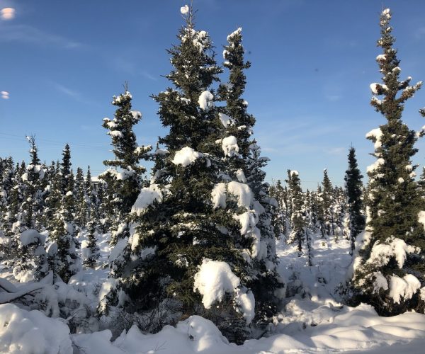 Aurora Denali Lodge – Healy, Alaska