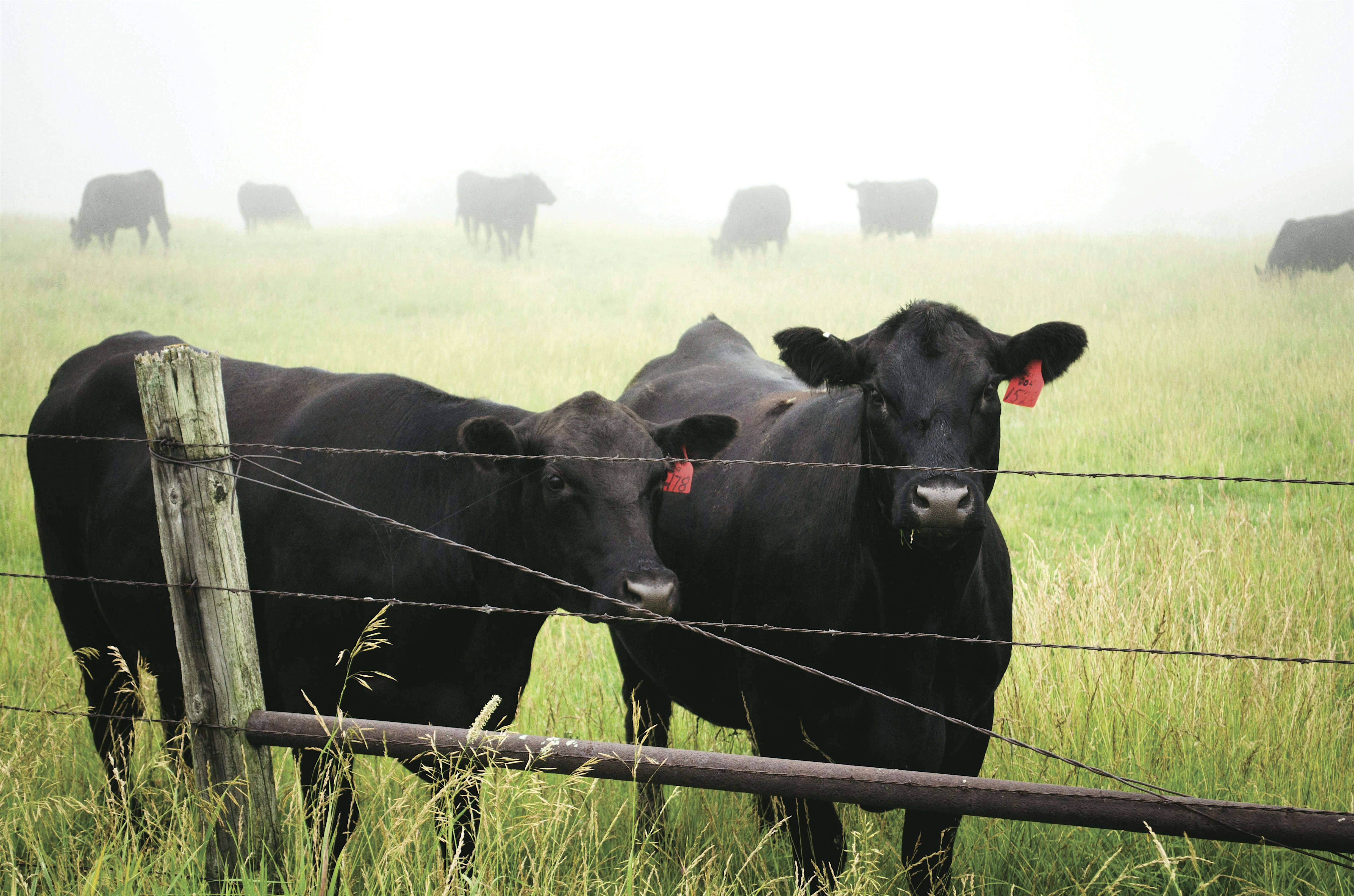 2024 Franklin Region Annual BEEF Marketing Dinner Meeting – Louisburg, NC