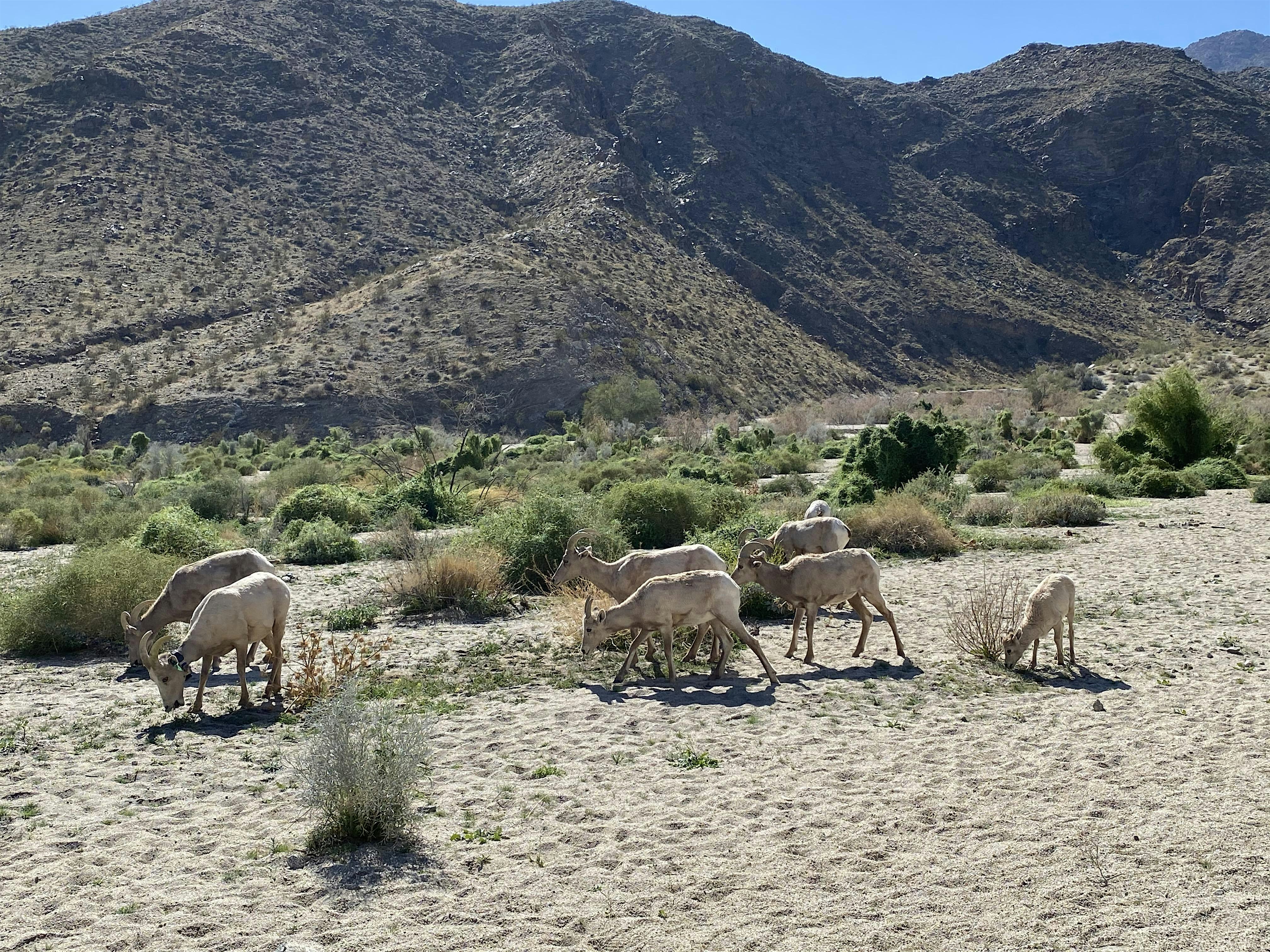 Dead Indian Canyon Interpretative Hike – Palm Desert, CA