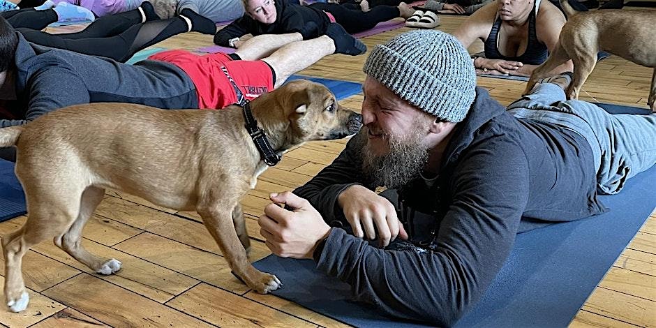 Doggy Noses & Yoga Poses at THE Pearl – Colorado Springs, CO