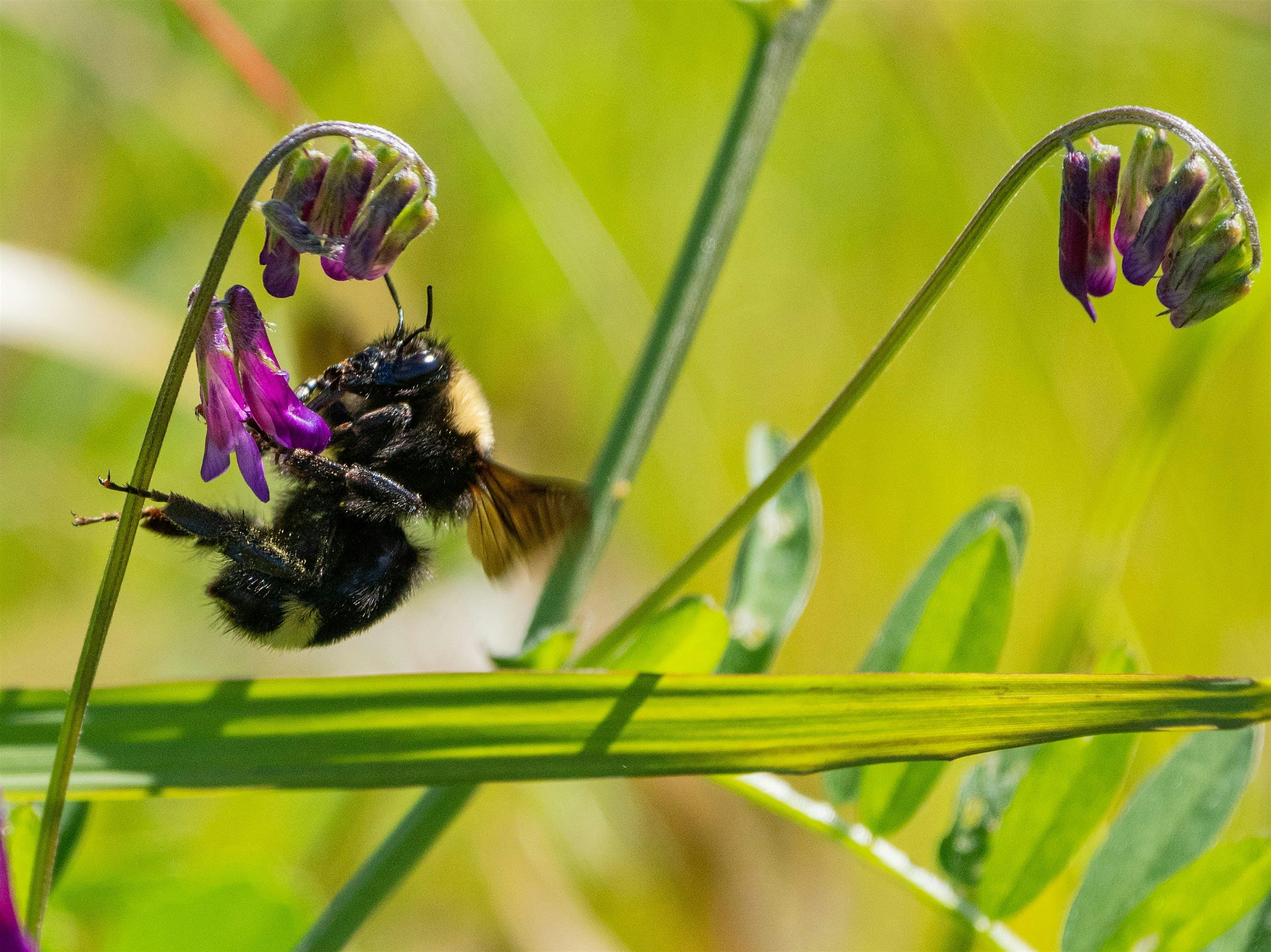 Coyote Meadows BioBlitz – San Jose, CA