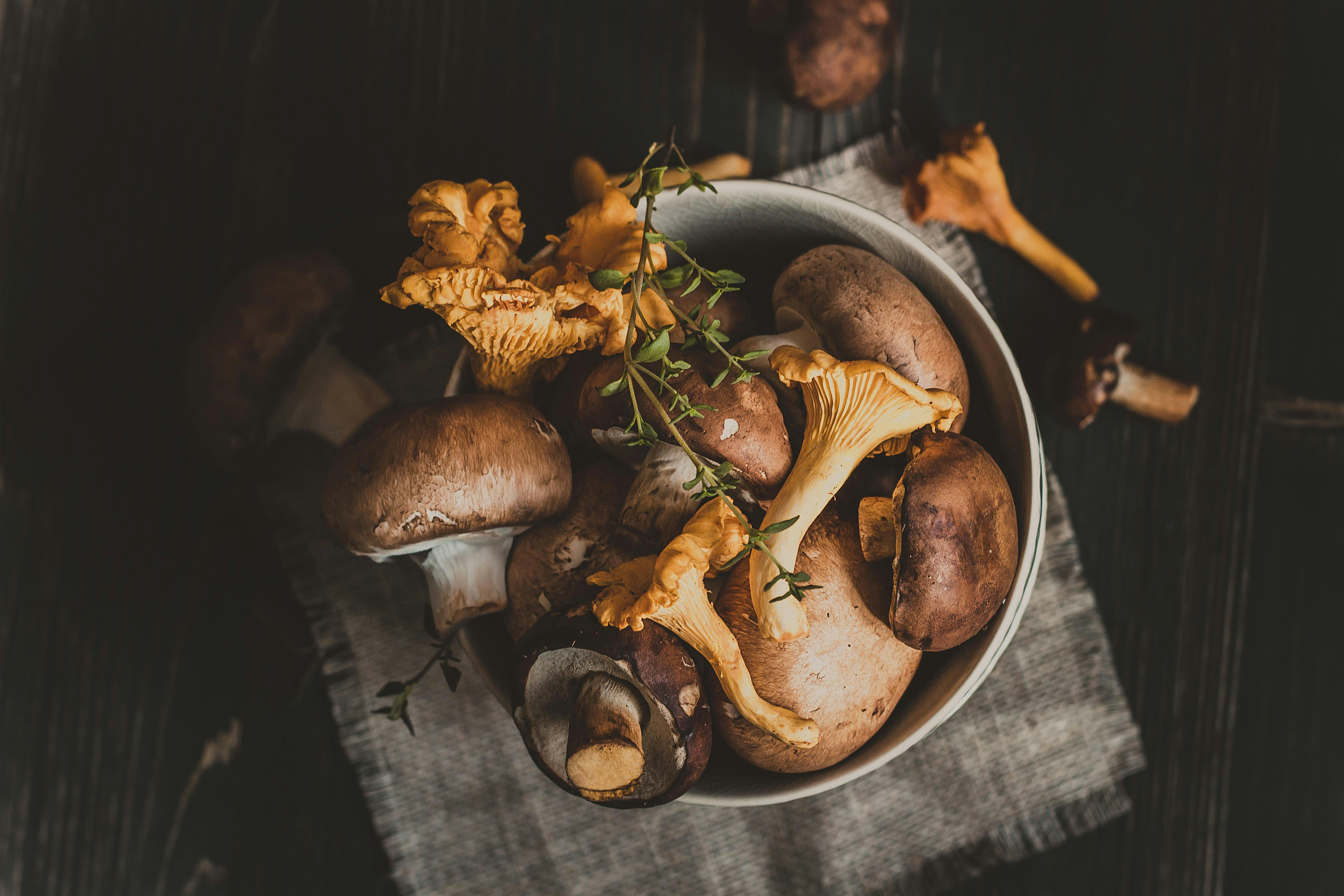 HEALTH BENEFITS OF MUSHROOMS – Augusta, GA