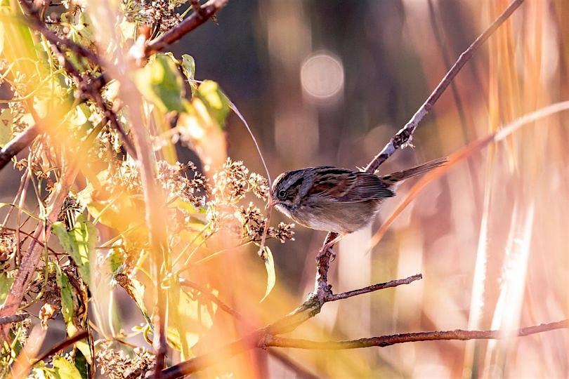 January Bird Walk at Kenilworth Aquatic Gardens – Washington, DC