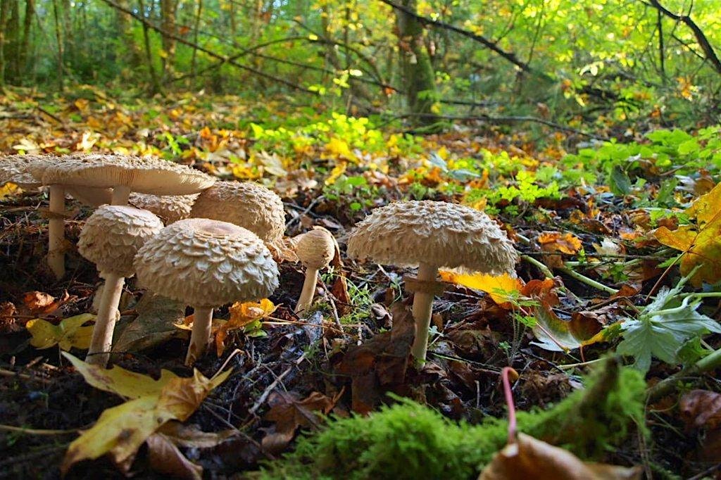 Wild Mushroom Foray 4 (Sunday 10:30am)-2025 Napa Truffle Festival – Angwin (Napa Valley), CA