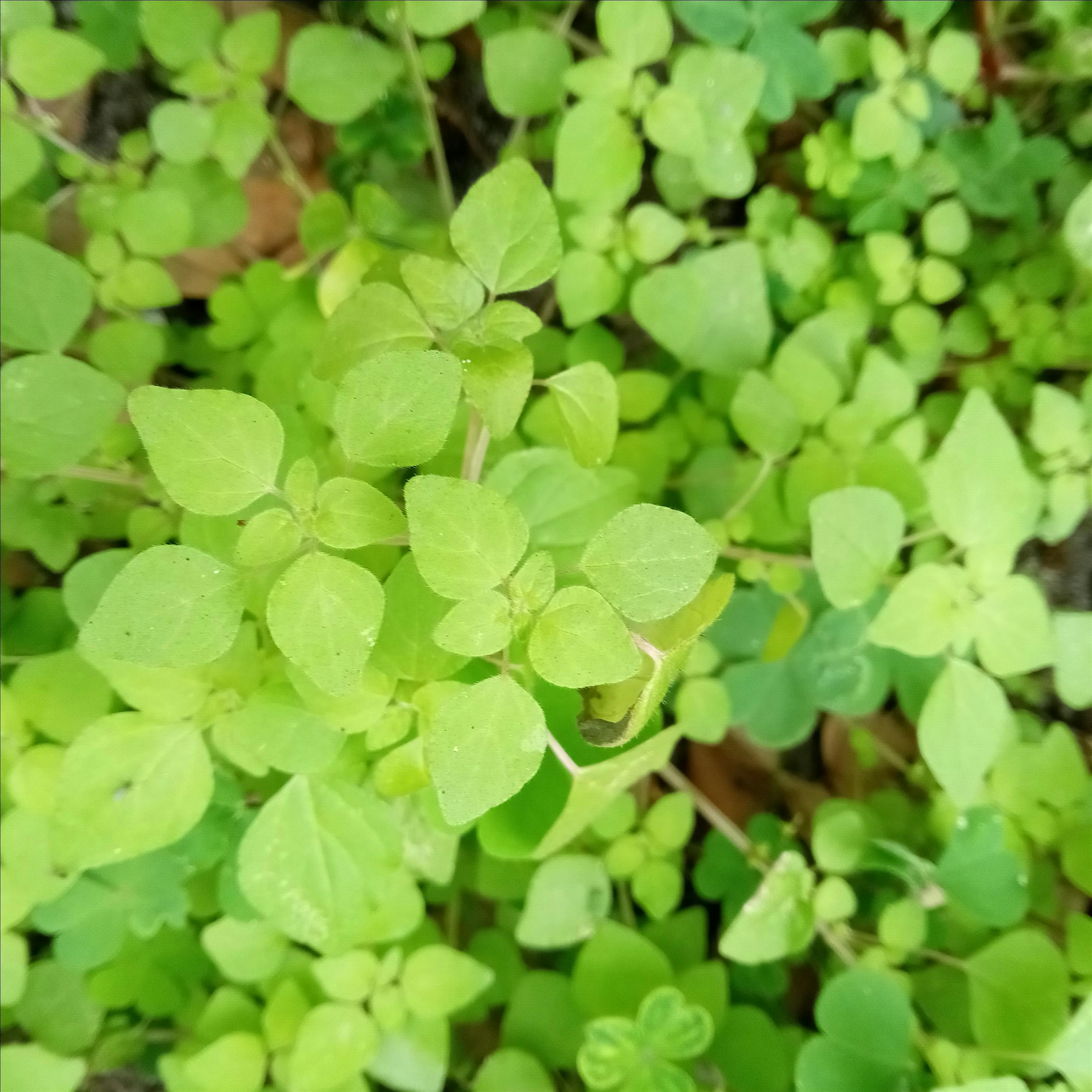 Plant ID Walk & Forage: Wild Edible & Medicinal Neighborhood Winter Plants – Lake Magdalene, FL