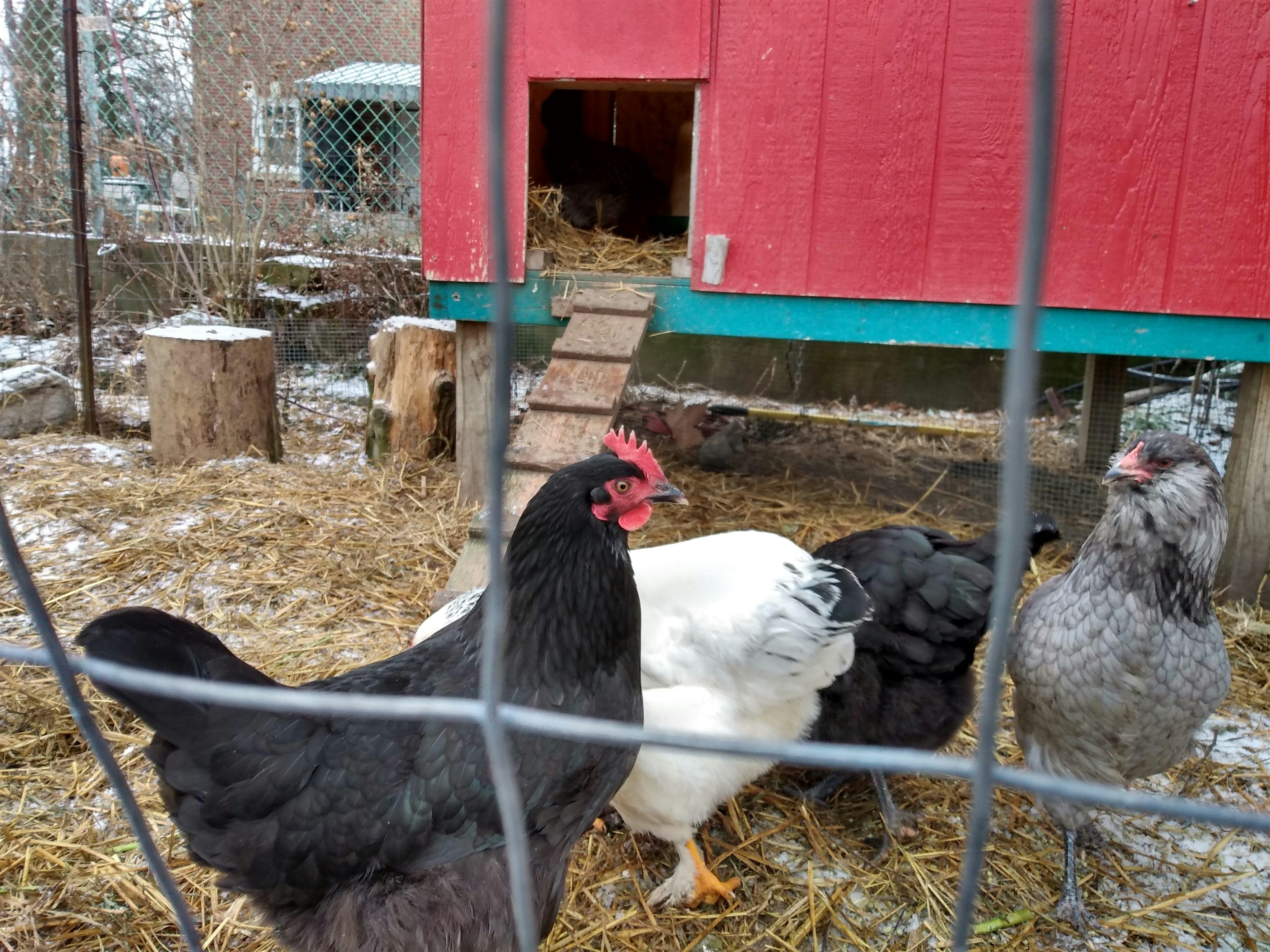 Urban Chicken Keeping – Pittsburgh, PA