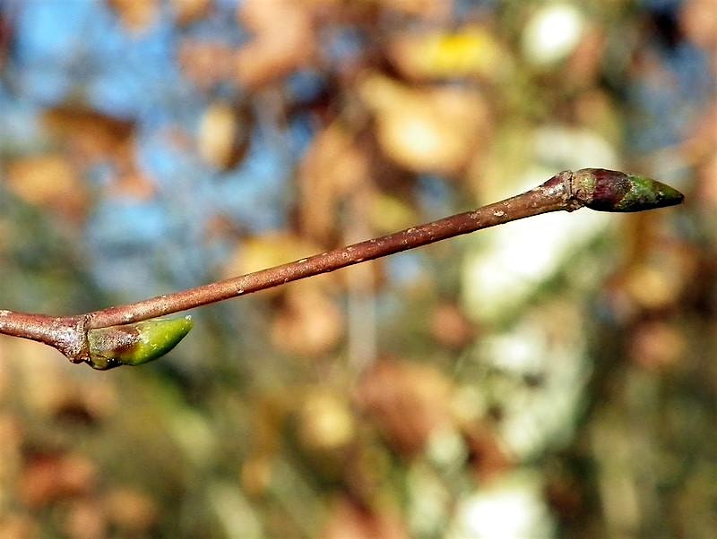 Tree Identification in Winter – Pittsboro, NC