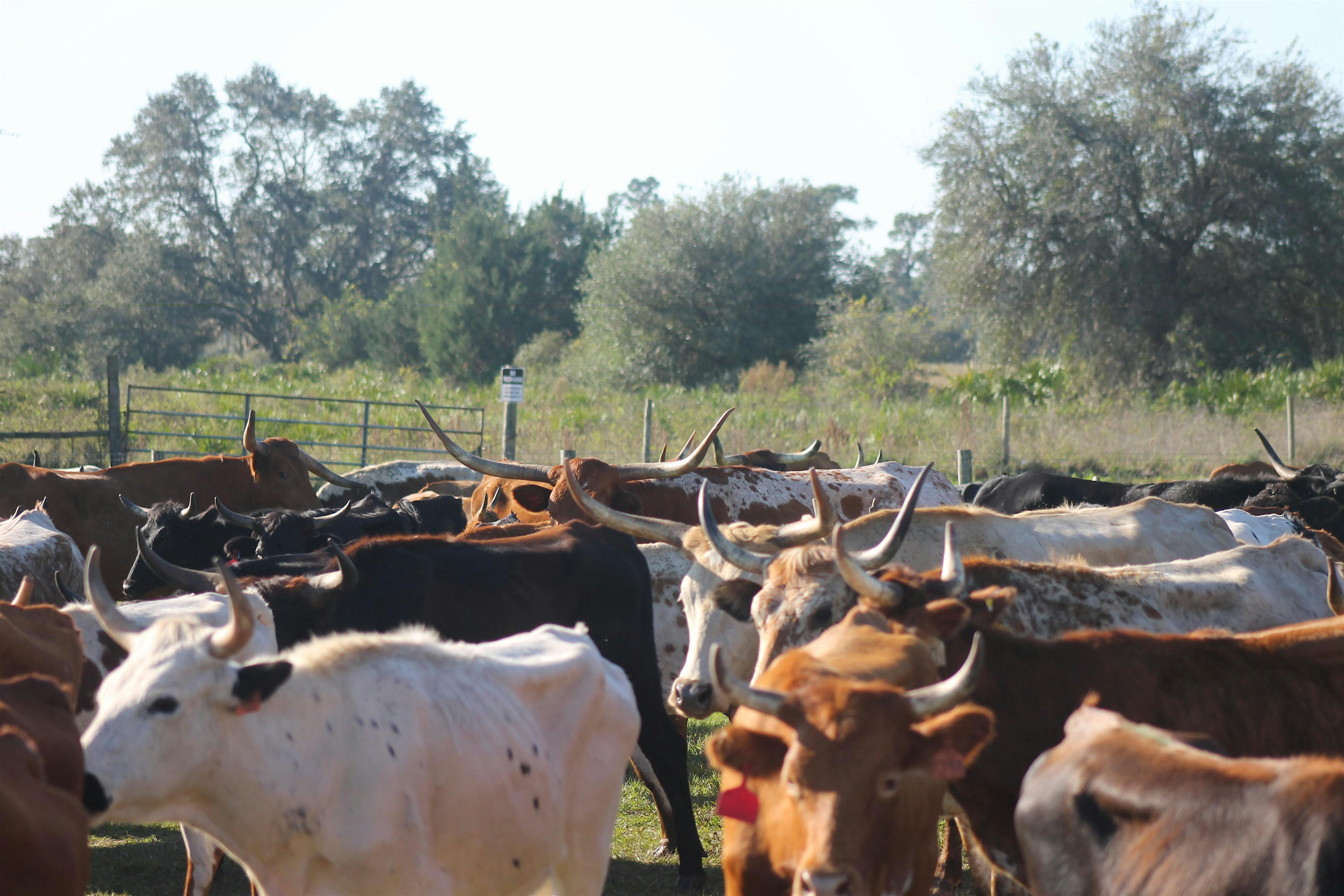 Great Florida Cattle Drive Gathering and Trail Rides – Live Oak, FL