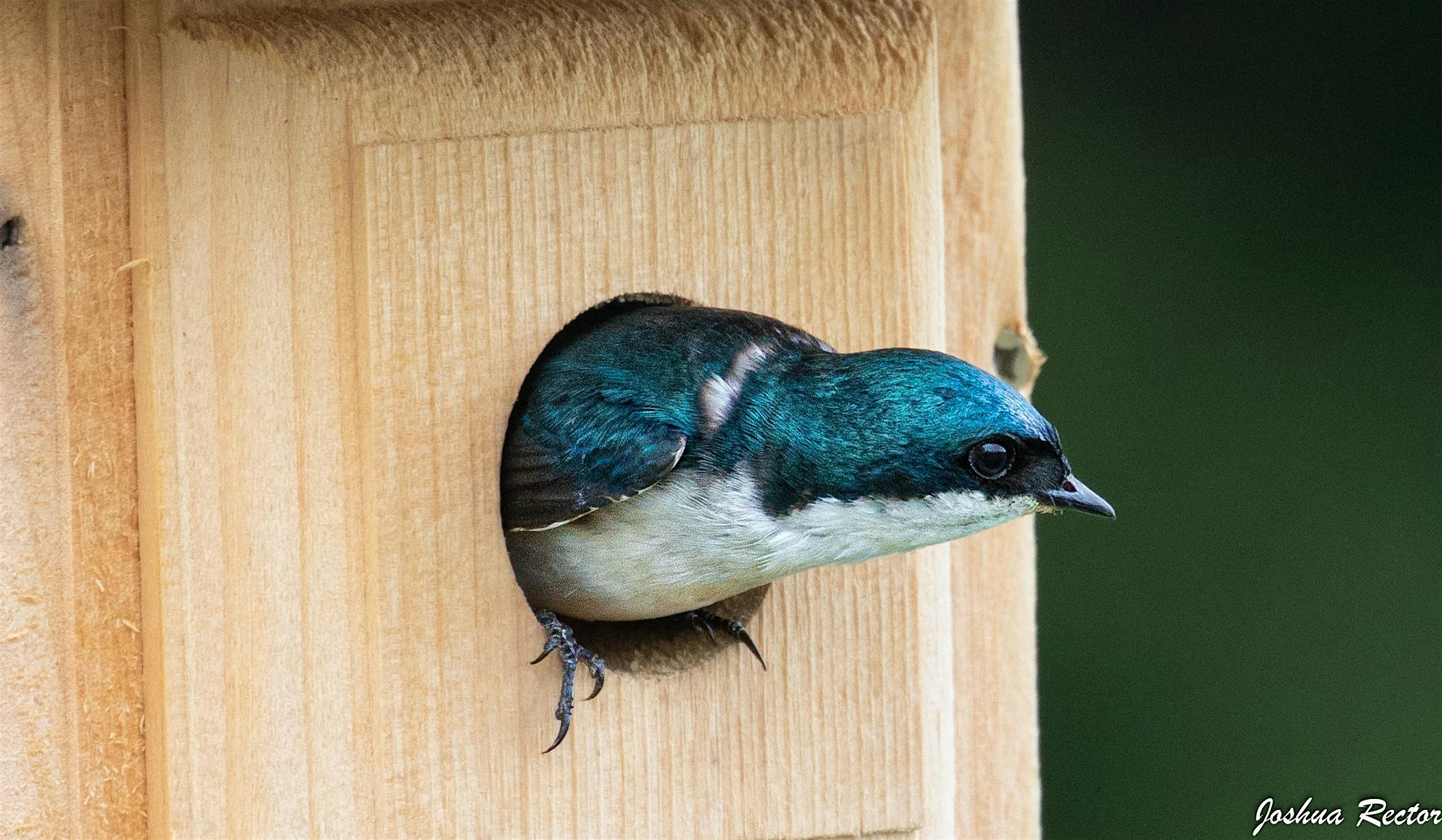 Bird Box Building – Upperville, VA