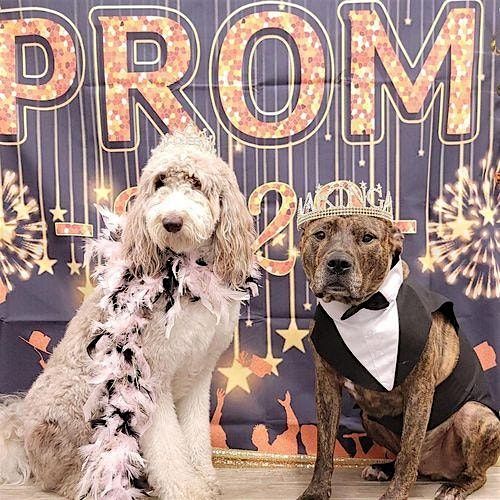 Puppy Prom 2025 – Beaver Dam, WI