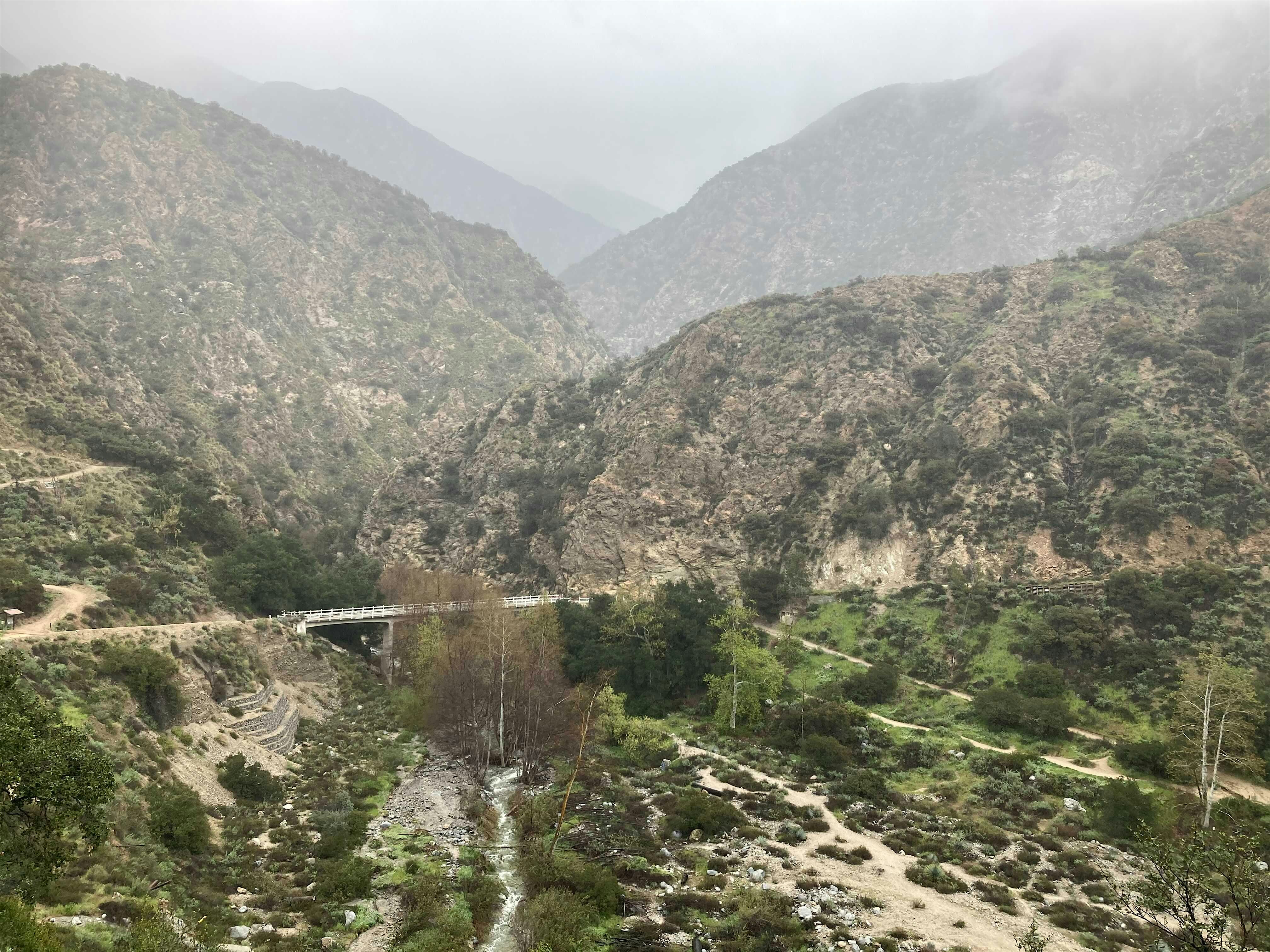 Plant Identification Winter Walk with Terry Huang – Altadena, CA