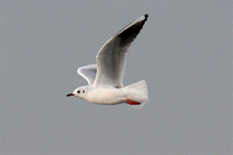 Sandy Hook Birding – Middletown, NJ