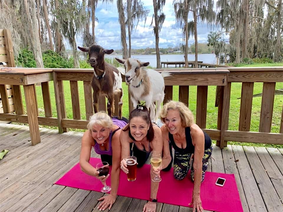 Goat Yoga Tampa lakeside @ In the Loop Brewing in Land O Lakes; 1/26/25 – Land O’ Lakes, FL