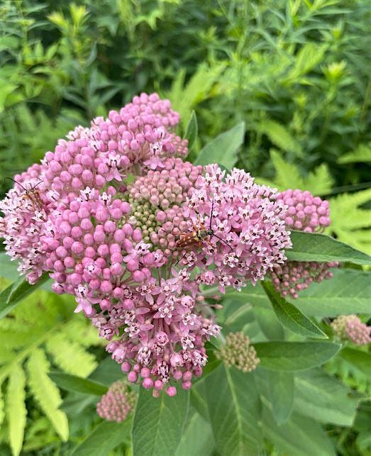 Native Seed Sowing Workshop – Westerly, RI