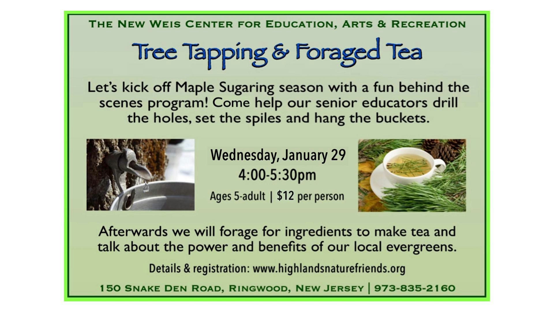 Tree Tapping & Foraged Tea! – Ringwood, NJ