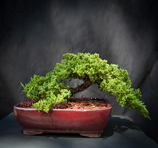 Bonsai Lesson at 3 Bridges Brewing – Venice, FL