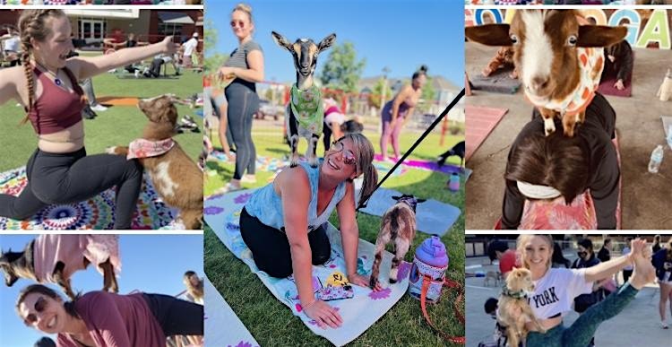 Goat Yoga McKinney @ Tupps! – McKinney, TX