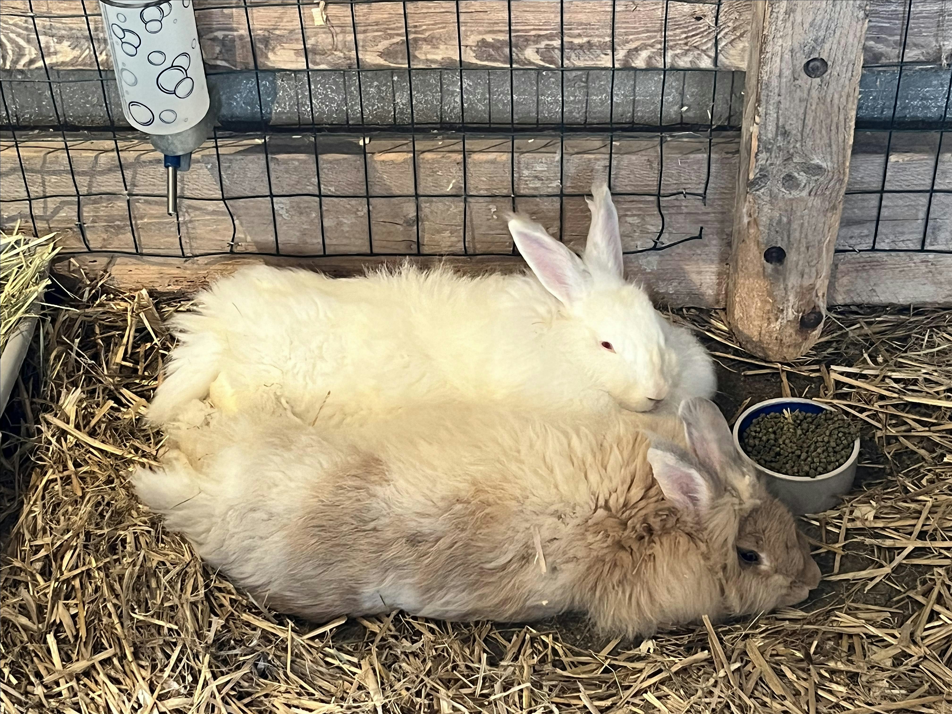 Rabbit, Rabbit – Shelburne, VT