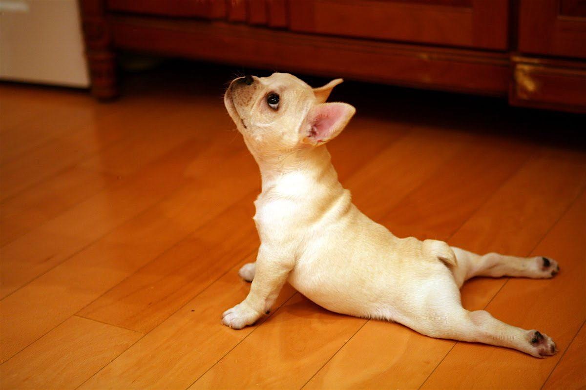 Puppy Yoga – February 1st at 2pm – Los Angeles, CA