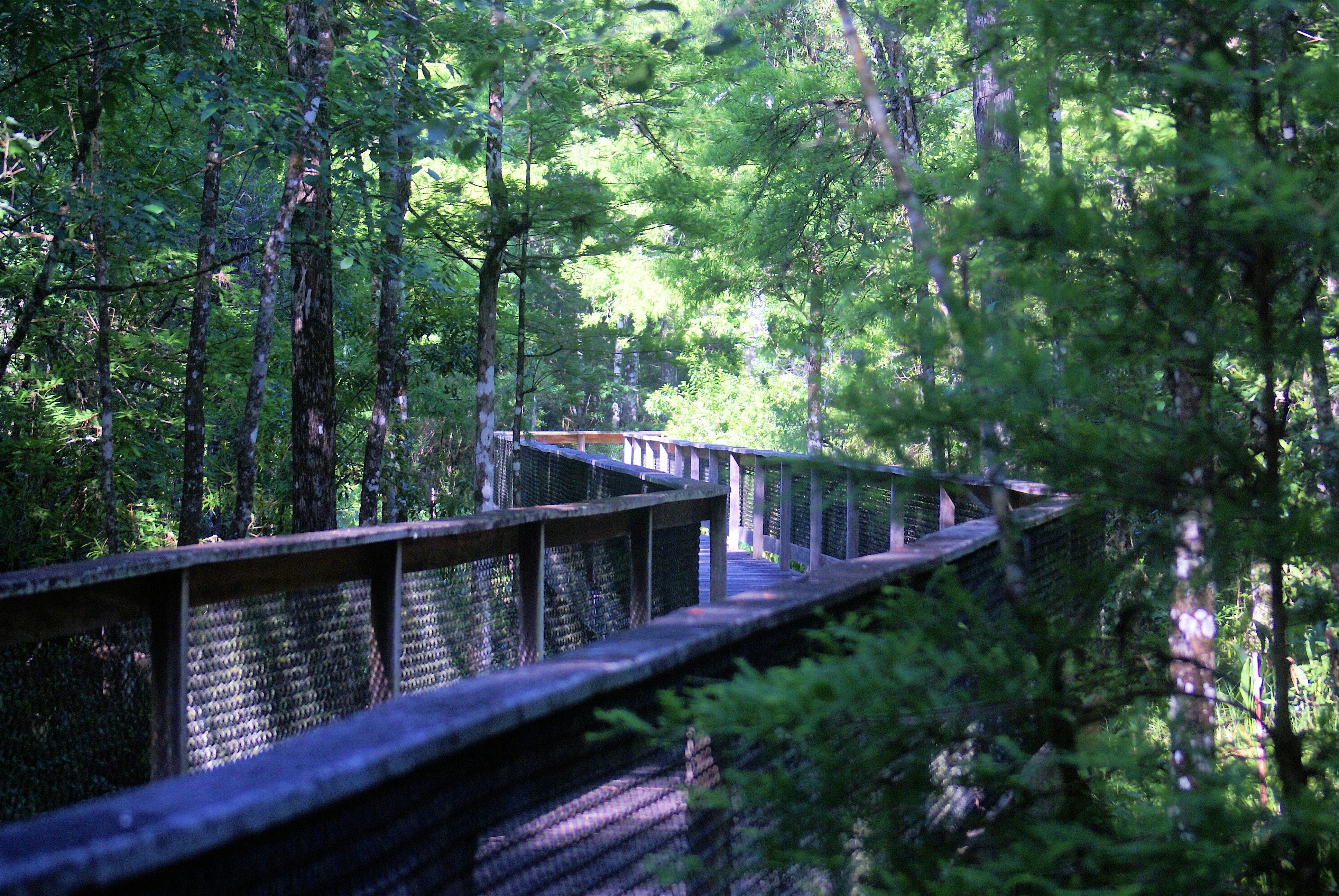 Guided Walk: CREW Bird Rookery Swamp (Every Wednesday) – Naples, FL