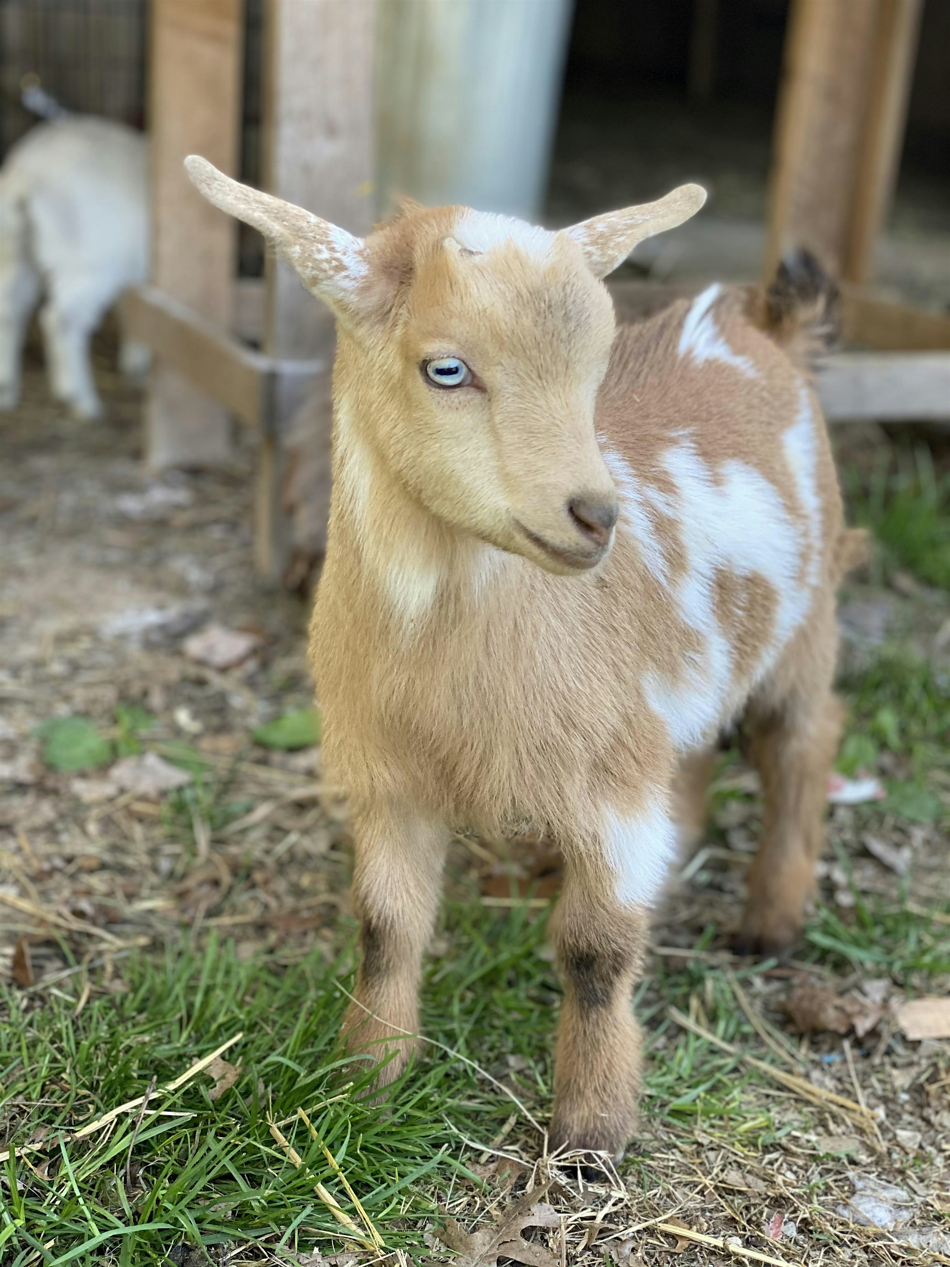 Goat Yoga Nashville- GOAT any Love?! – Nolensville, TN