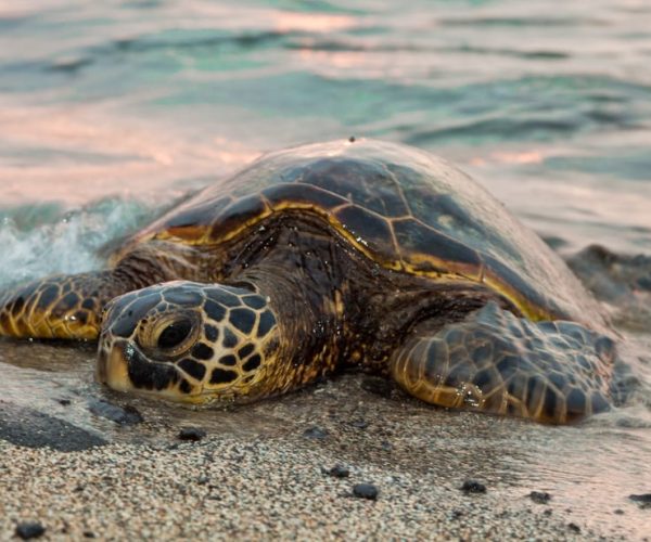 .Acapulco: Baby Turtle Release Tres Palos Lagoon Eco w/Lunch – Chihuahua (State), Mexico