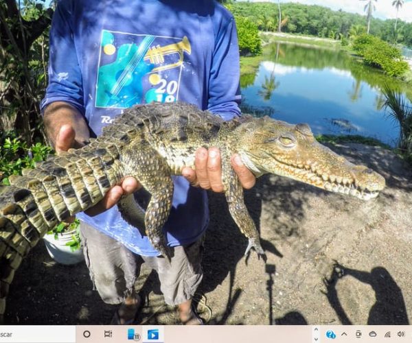 .Baby Turtle Release, Lagoon Boat Ride, and Crocodile Farm – Chihuahua (State), Mexico