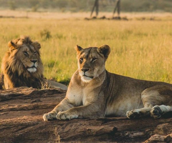 3-DAYS Lions Safari Mikumi National Park – Morogoro Region, Tanzania