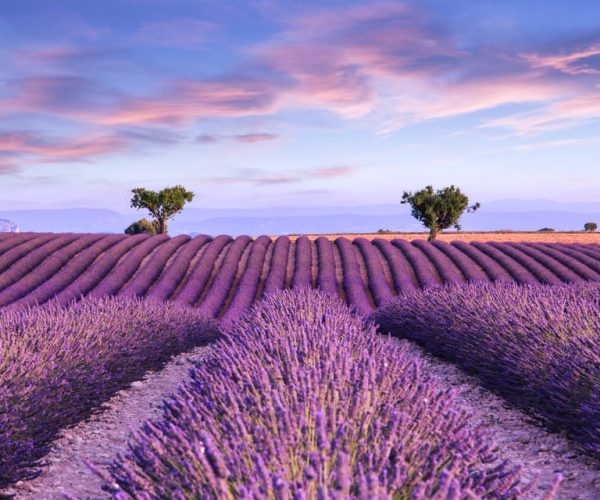 Aix-en-Provence: Day Trip to the Valensole Lavender Fields – Provence-Alpes-Côte d’Azur, France