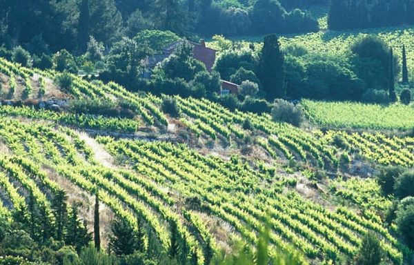 Aix-en-Provence: Half Day Wine Tour in Bandol and Cassis – Provence-Alpes-Côte d’Azur, France