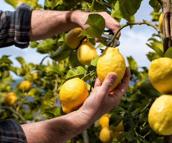 Amalfi: Cooking Class and Farmhouse Visit With Meal – Amalfi, Italy