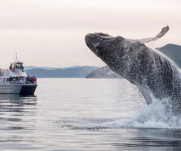 Anacortes: Whale Watching Boat Tour with Guide – Seattle, Washington