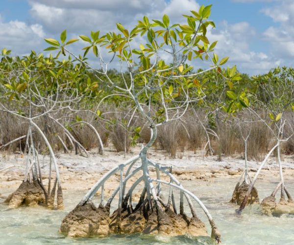 Bacalar: Full Day Kayak Rental in the Lagoon of Seven Colors – Quintana Roo, Mexico