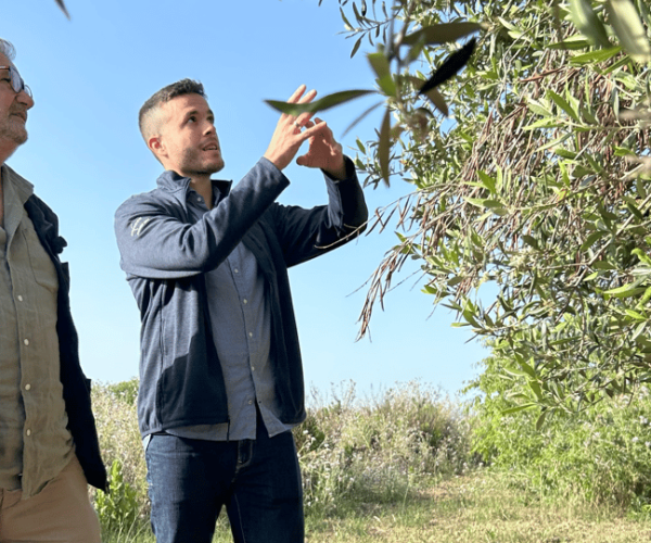 Balestrate: Olive Grove Tour with Wines & Olive Oil Tasting – Sicily, Italy