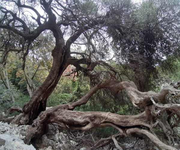 Baunei: Cala Goloritzè Trekking Tour with A Guide – Sardinia, Italy