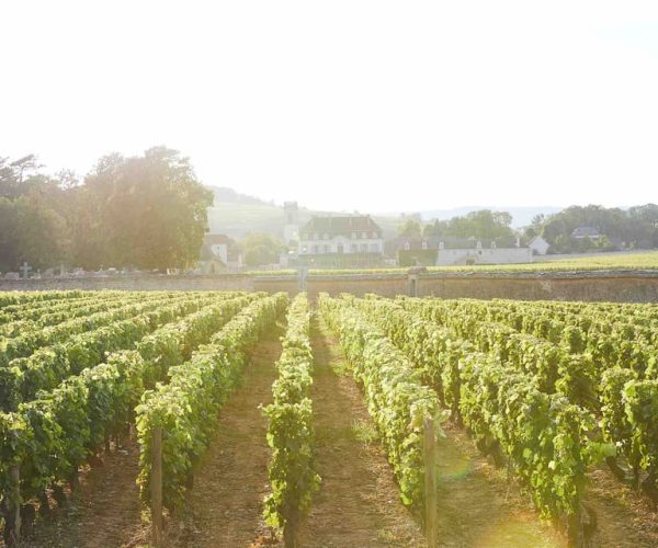 Beaune: Wine Tasting at Château de Pommard – Bourgogne-Franche-Comté, France