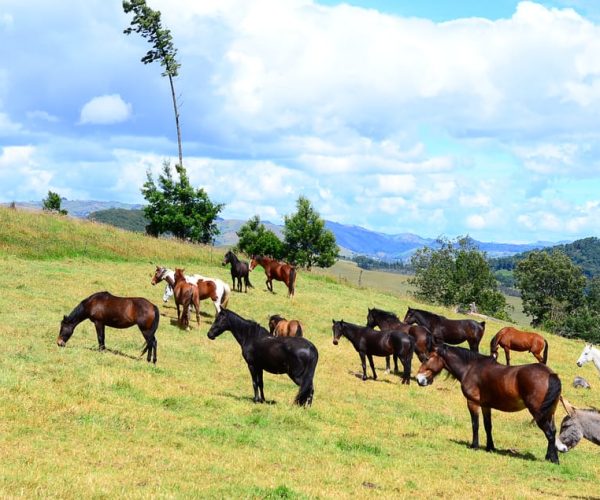 Bogota: Horseback Experience in the Andes – Bogota, Colombia