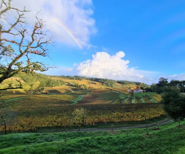 Bordeaux: Half-Day Morning Small Group Wine Tour – Nouvelle-Aquitaine, France