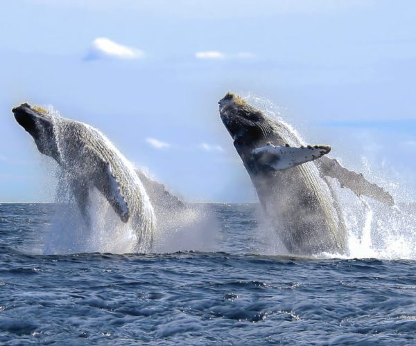 Cabo San Lucas: 2-Hour Whale Watching Adventure – Cabo San Lucas, Mexico