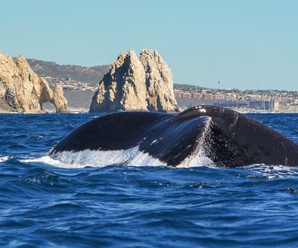 Cabo San Lucas: 2.5-Hour Whale Watching Tour – Cabo San Lucas, Mexico