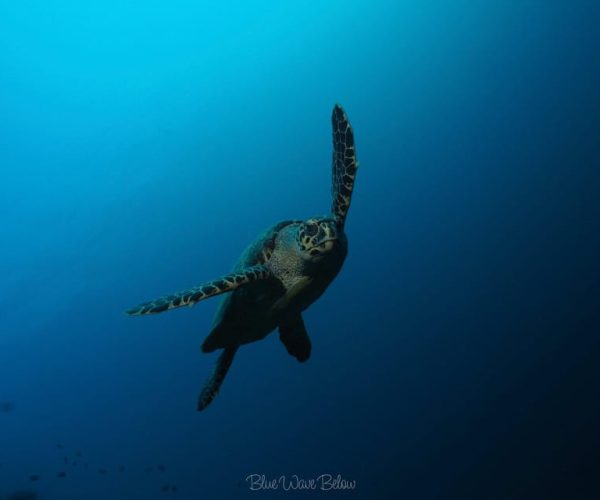 Cabo San Lucas: Corridor Dive Experience – Cabo San Lucas, Mexico