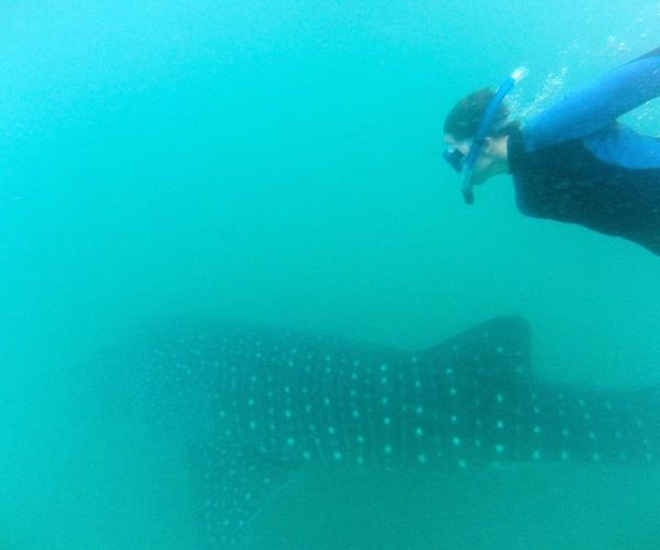 Cabo San Lucas: Full-Day Whale Shark Swimming Experience – Cabo San Lucas, Mexico