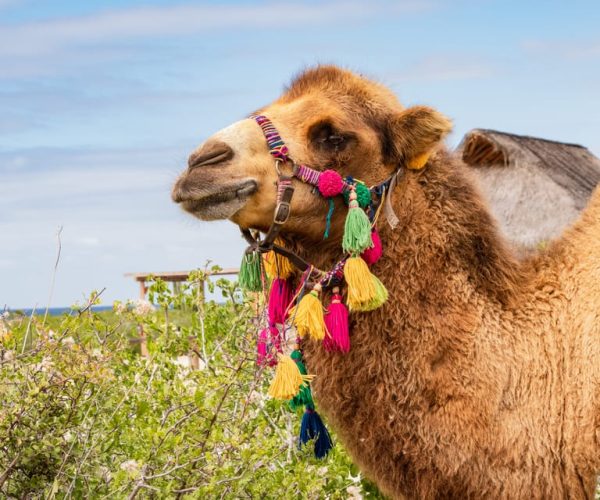 Cabo San Lucas: Half-day Guided Camel Safari Tour – Cabo San Lucas, Mexico