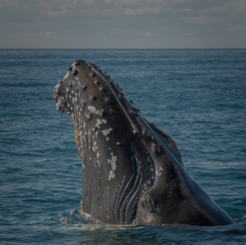 Cabo San Lucas: Humpback Whale Watching Experience – Cabo San Lucas, Mexico